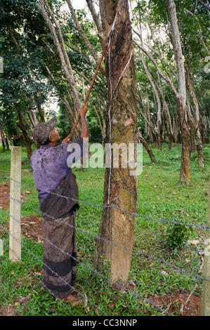 Lavoratore toccando la gomma naturale da in una gomma di piantagione di alberi in Sri Lanka. Foto Stock