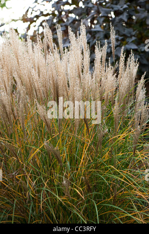 Miscanthus sinensis 'Rotsilber' o Miscanthus sinensis " Red Silver", in autunno Foto Stock