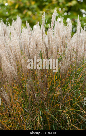 Miscanthus sinensis 'Rotsilber' o Miscanthus sinensis " Red Silver", in autunno Foto Stock