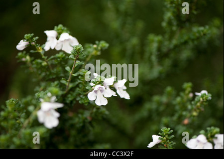 Prostanthera cuneata AGM, Alpine Mint Bush Foto Stock