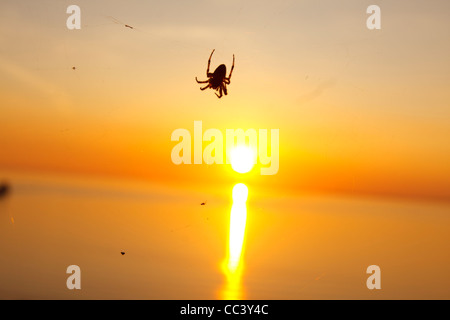 Un ragno stagliano contro la tarda serata sole che tramonta nel mare su Llangennith Beach, Swansea, Galles del Sud Foto Stock