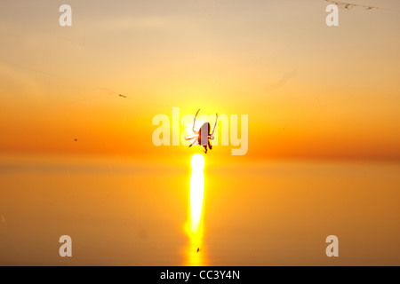 Un ragno stagliano contro la tarda serata sole che tramonta nel mare su Llangennith Beach, Swansea, Galles del Sud Foto Stock