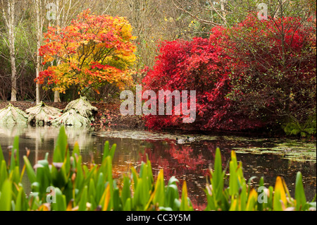 Il lago in autunno, RHS Rosemoor, Devon, Inghilterra, Regno Unito Foto Stock