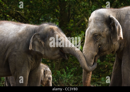 Due femmina elefanti asiatici divertirsi cercando di rubare qualche alimento da ogni altro - baby elephant in background Foto Stock