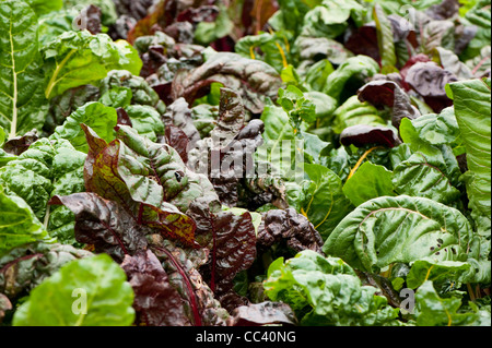 Bietola mista o Leaf barbabietole', Beta vulgaris Foto Stock