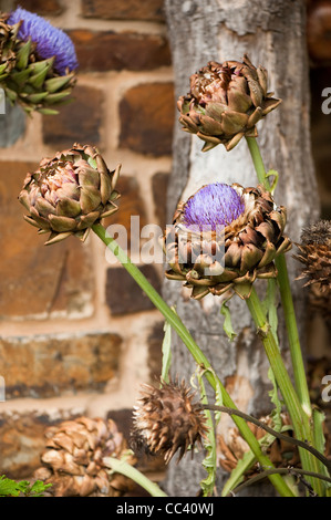 Tagliare i cardi, Cynara cardunculus, asciugando fuori in una visualizzazione Foto Stock