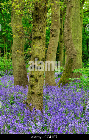 In Bluebells Hagbourne Copse, Swindon, Wiltshire, Regno Unito, maggio 2010. Wiltshire Wildlife Trust riserva naturale Foto Stock