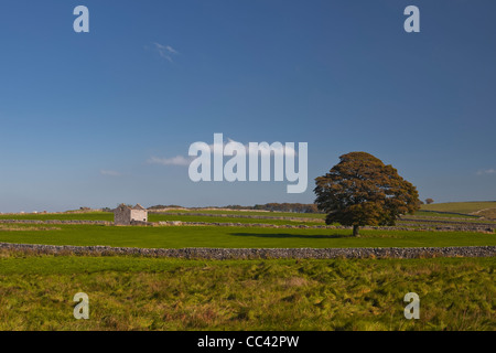 Un patchwork di campi e un vecchio fienile su Bolo Hill nel distretto di Peak, Derbyshire. Foto Stock