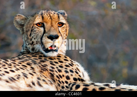 Close up di un ghepardo in appoggio al tramonto Foto Stock