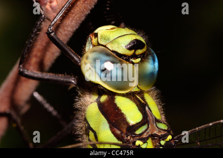 Southern hawker dragonfly (Aeshna cyanea) maschio, mostrando grandi occhi composti incontro sulla sommità della testa, UK. Foto Stock