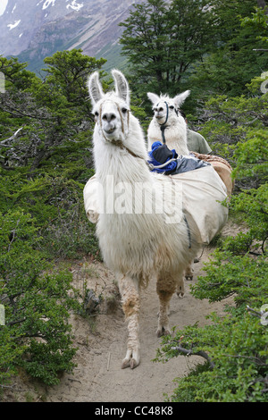 Due llama (Lama glama) con carico sul sentiero escursionistico nelle Ande vicino a El Chalten, Argentina Foto Stock