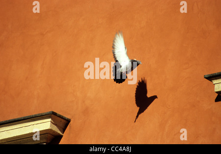 Piccione che proietta la sua ombra sul muro del Castello Reale di Varsavia, Polonia Foto Stock