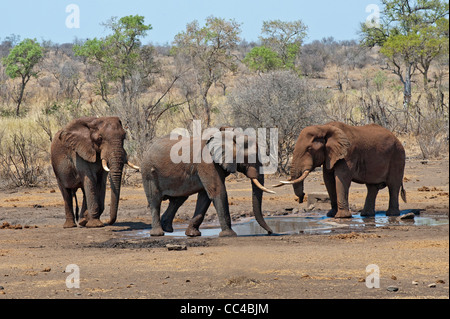 Tre elefanti africani a waterhole Foto Stock