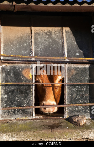 In inverno il bestiame all'interno di alloggiamento per una mucca in un fienile in pietra. Ayrshire giovenca guardando fuori della finestra sbarrata a Gunnerside, Swaledale, North Yorkshire, Regno Unito Foto Stock