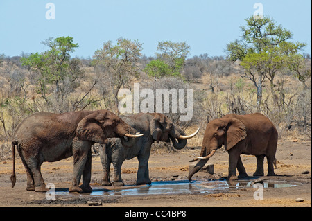 Tre elefanti africani a waterhole Foto Stock