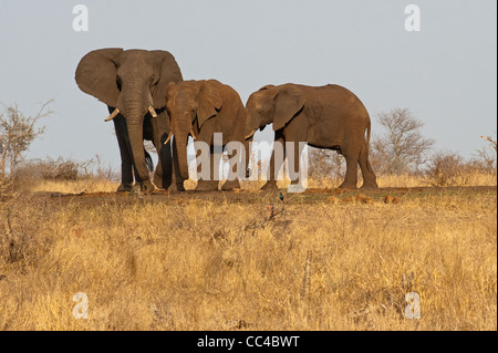 Tre elefanti africani che si avvicinano ad un waterhole Foto Stock