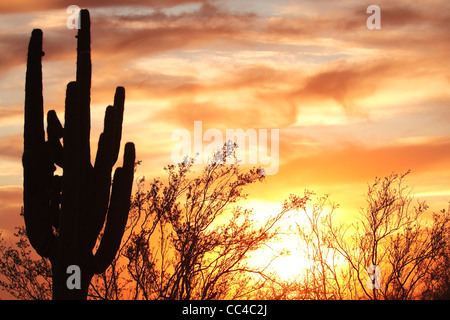 Silhouette Saguaro di Fiery Deserto Sonoran tramonto cielo illuminato Foto Stock