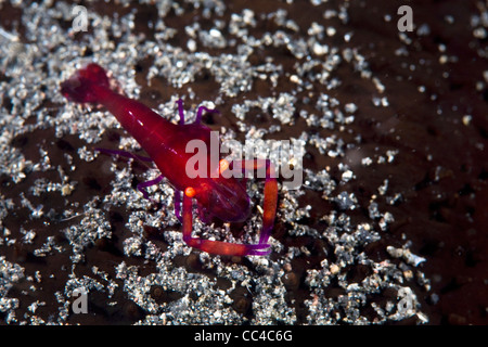 An Emperor shrimp (Periclimenes imperator) crawls along the outside of a sea cucumber.  It feeds on detritus from the sea floor. Foto Stock