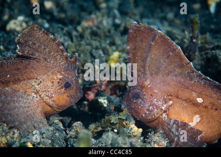 Una coppia di Cacatua waspfish (Ablabys taenianotus) affacciate. Questa specie è ben mimetizzata e oscilla con correnti. Foto Stock