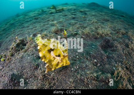 Una frondosa filefish (Chaetodermis penicilligera) nuota su una pendenza di scura sabbia vulcanica e alghe in Indonesia. Foto Stock