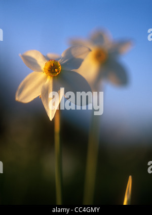 La molla narcisi nella calda luce del tramonto. Foto Stock