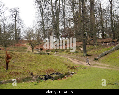 Immagine di cervi in esecuzione attraverso la Knole Park a Sevenoaks Foto Stock