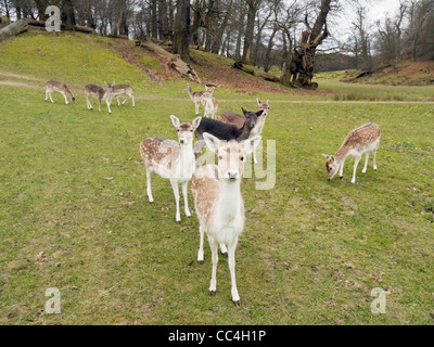 Immagine di un sacco di daini domestici di Knole Park a Sevenoaks Foto Stock