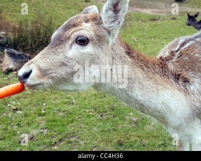 Chiudere l immagine di un cervo in Knole Park Sevenoaks alimentazione su una carota. Foto Stock