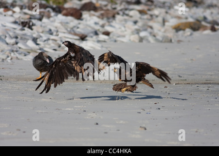 Una coppia di Caracara striato, Phalcoboenus australis, tenendo fuori sulla spiaggia sulla isola di carcassa, le Falkland Foto Stock