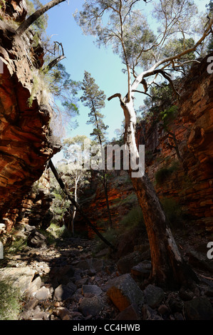 Vista di alberi in canyon, Alligator Gorge, Mount Remarkable National Park, Sud Australia, Australia Foto Stock