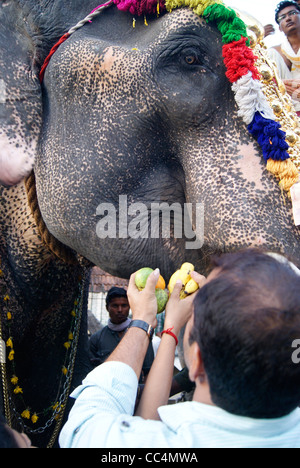 Aanayoottu Festival in Kerala (Aanayoottu mezzi alimentatori di elefanti con gustosi frutti preferiti e altri alimenti) Foto Stock