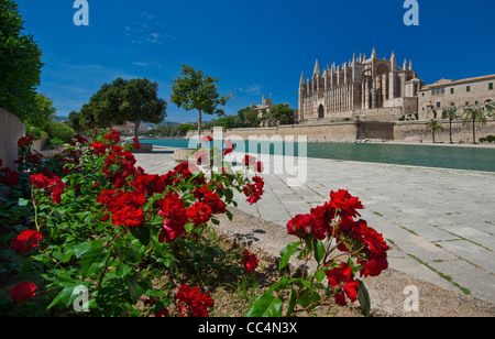 La cattedrale di Palma La Seu e Parc de la Mar vista lungo mare con ingresso pelargoniums rosso in primo piano Maiorca Isole Baleari Spagna Foto Stock