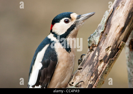 Picchio rosso maggiore maschio adulto sul ramo marcio Foto Stock