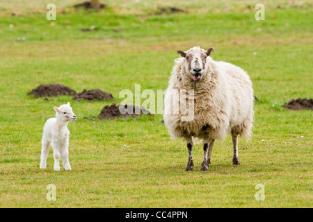 Madre pecora belati con la nuova nata di agnello alla ricerca Foto Stock