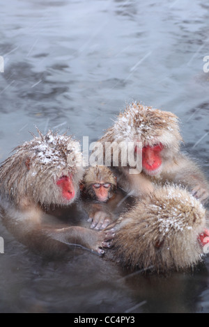 Snow monkey in primavera calda, Jigokudani, Nagano, Giappone Foto Stock