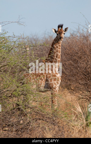 Africa Botswana Tuba Tree-Giraffe in piedi in boccole, cercando (Giraffa camelopardalis Foto Stock