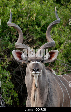 Africa Botswana Tuba Tree-Greater Kudu-colpo alla testa (Tragelaphus strepsiceros) Foto Stock