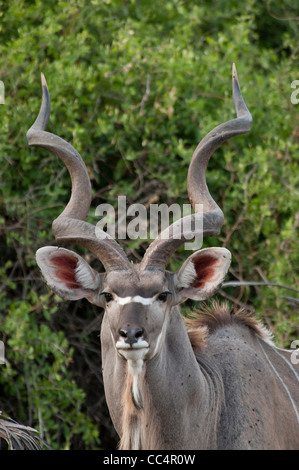 Africa Botswana Tuba Tree-Greater Kudu-colpo alla testa (Tragelaphus strepsiceros) Foto Stock