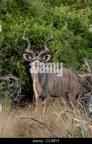 Africa Botswana Tuba Tree-Greater Kudu in piedi (Tragelaphus strepsiceros) Foto Stock