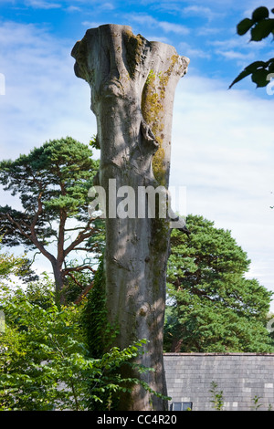 Pollarded Lopped coppia Faggio nella luce solare ombreggiata Foto Stock