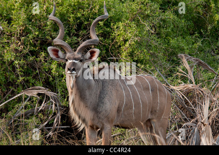 Africa Botswana Tuba Tree-Greater Kudu in piedi (Tragelaphus strepsiceros) Foto Stock