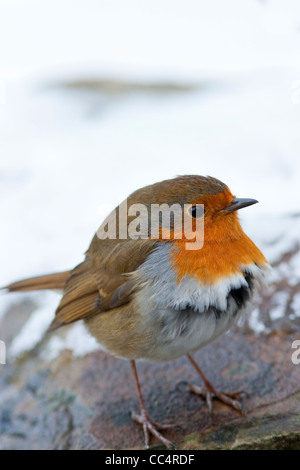 Inverno Robin gonfi piume nella neve Foto Stock