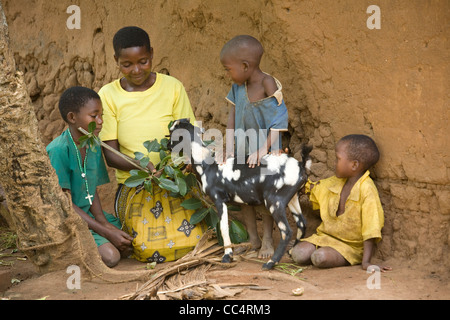 Una famiglia alimenta la loro capra in Masaka, Uganda, Africa orientale. Foto Stock