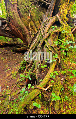 Western Red Cedar root su di una struttura di assistenza infermieristica nella foresta pluviale di Cape Scott Parco provinciale sull'Isola di Vancouver Nord, British Colu Foto Stock