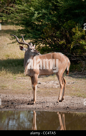 Africa Botswana Tuba Tree-Greater Kudu in piedi da stagno (Tragelaphus strepsiceros) Foto Stock