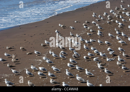 Gregge di gabbiani in piedi sulla spiaggia Madeira Portogallo EU Europe Foto Stock