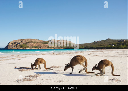 Tre i canguri sulla spiaggia, Lucky Bay, Cape Le Grand National Park, Australia occidentale, Australia Foto Stock