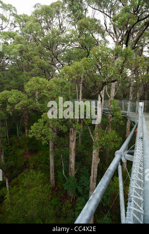 Tree Top Walk, Valle dei Giganti, Danimarca, Australia occidentale, Australia Foto Stock