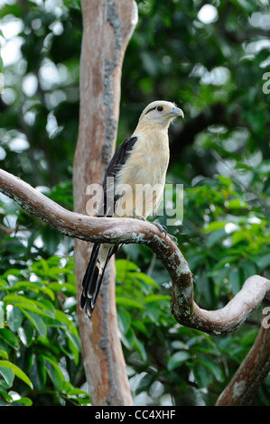 Giallo-testa (Caracara Milvago chimachima) percehd sul ramo, Rupununi, Guyana Foto Stock