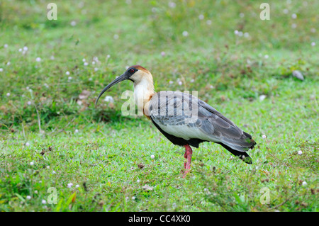 Buff-colli (Ibis Theristicus caudatus) adulto sul terreno, Rupununi, Guyana Foto Stock